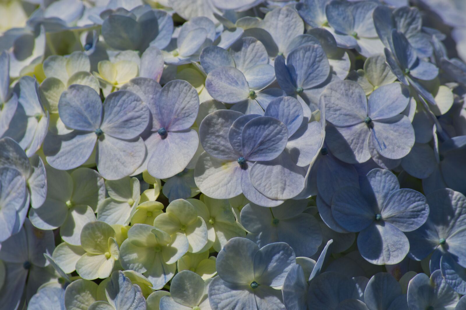 Nikon D3200 sample photo. Costa rica, flowers, hydrangeas photography