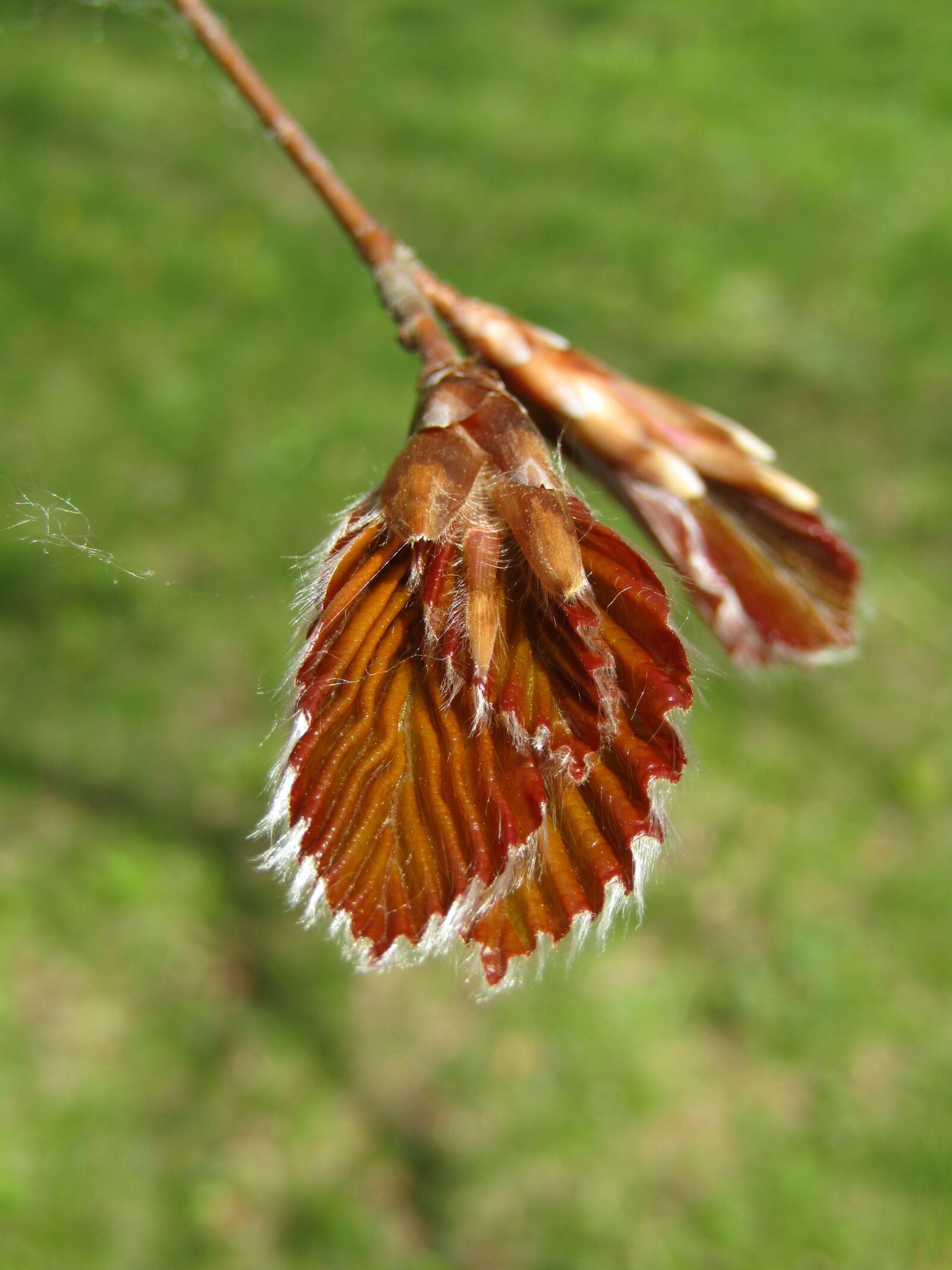 Canon POWERSHOT SX432 IS sample photo. Nature, close up, leaf photography
