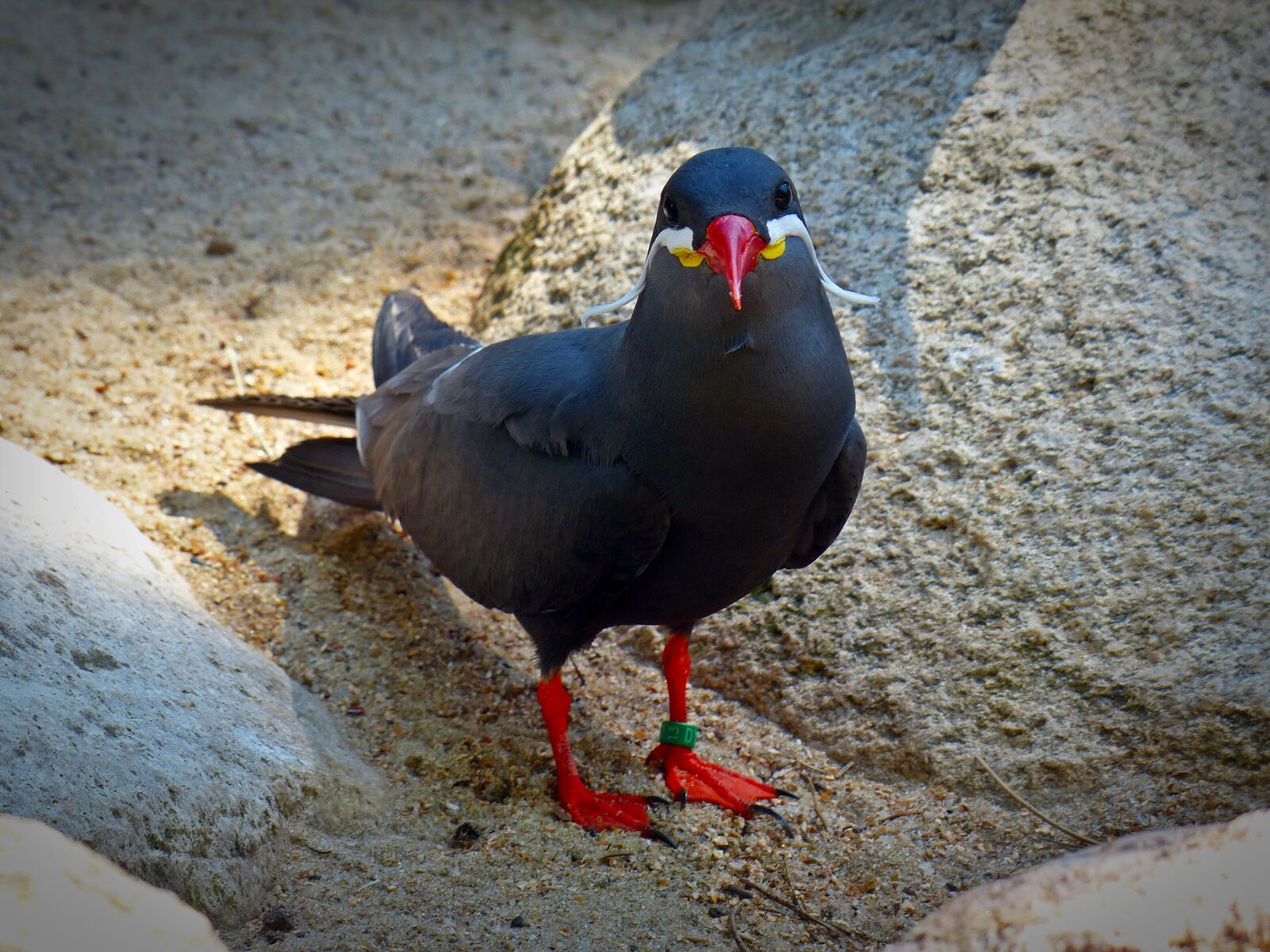 Panasonic Lumix DMC-FZ200 sample photo. Inca tern, schwalbe, bird photography