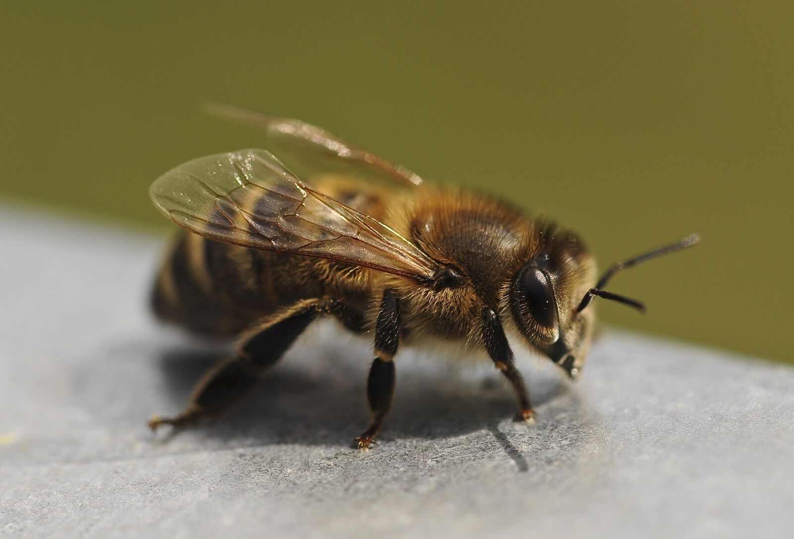 Nikon D90 sample photo. Bee, close up, insect photography