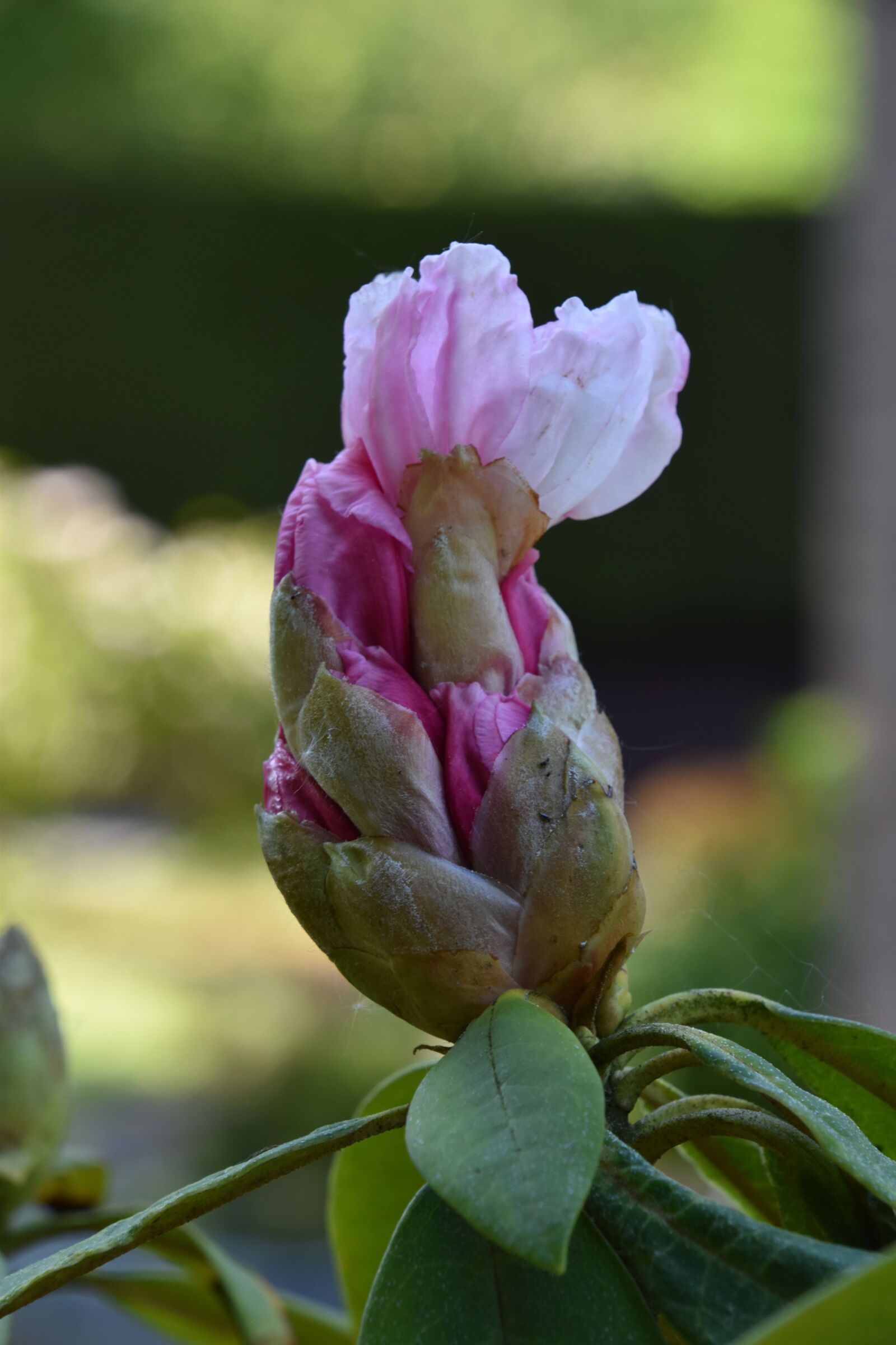 Nikon D5600 sample photo. Flower, nature, plant photography