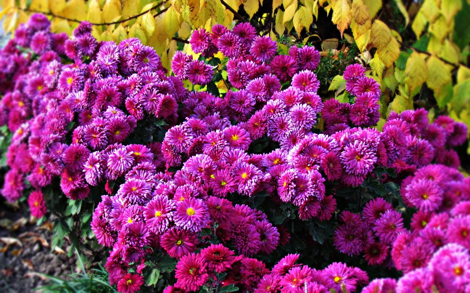Canon PowerShot SX30 IS sample photo. Flowers, garden, summer photography