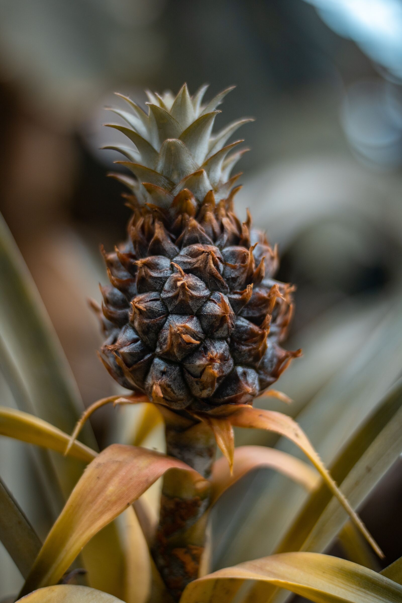 Canon EOS 750D (EOS Rebel T6i / EOS Kiss X8i) sample photo. Nature, fruit, plant photography