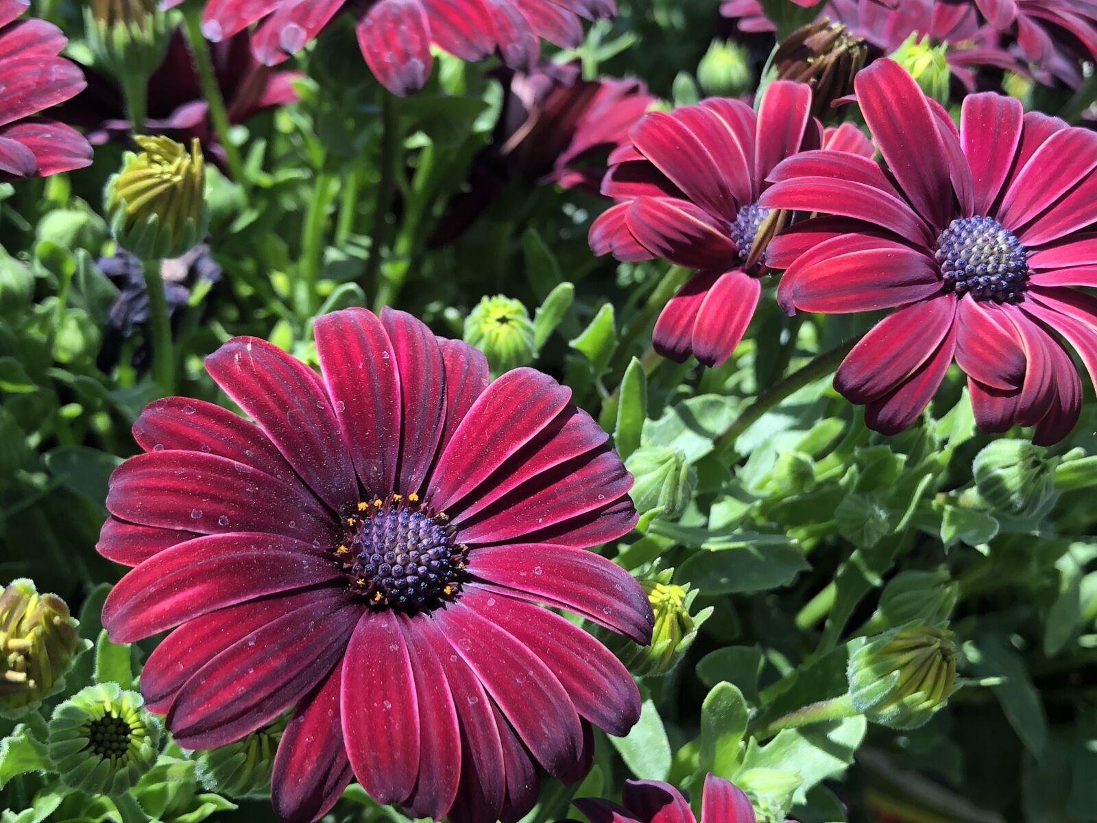 iPhone 8 back camera 3.99mm f/1.8 sample photo. Red, flowers, garden photography