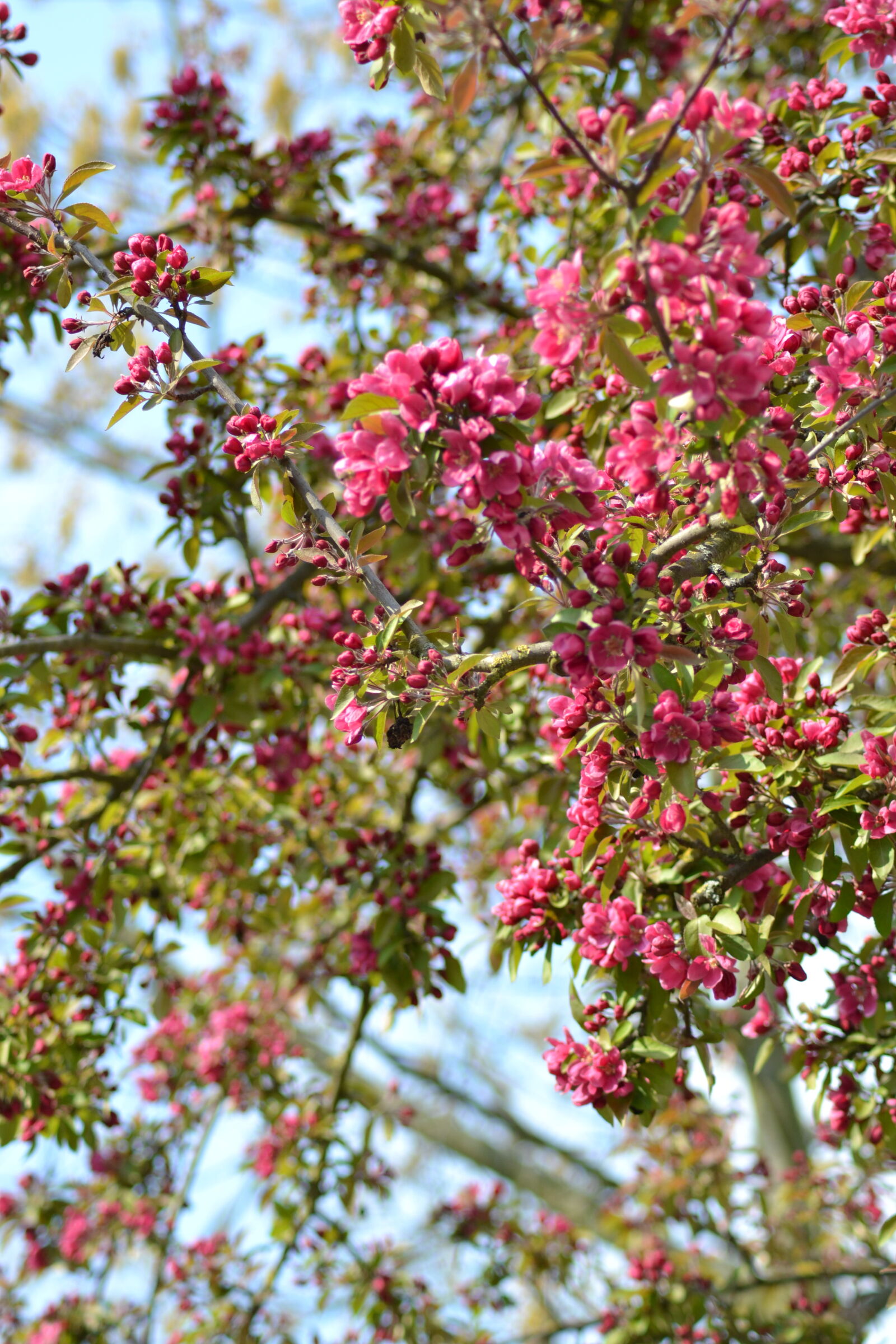 Nikon D3100 sample photo. Bloom, blossoms, flowering, plant photography