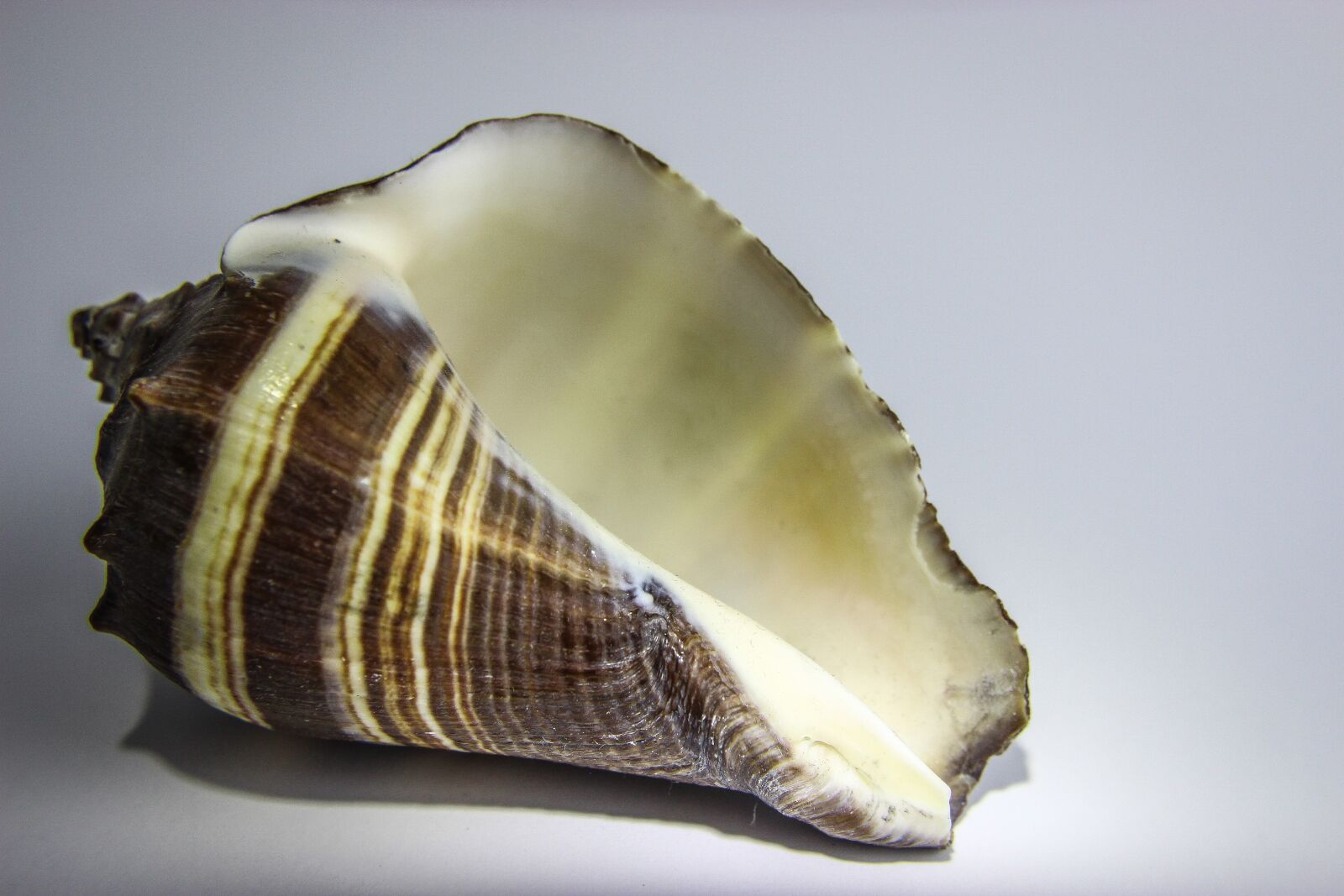 Canon EOS 600D (Rebel EOS T3i / EOS Kiss X5) sample photo. Shellfish, shell, seashell photography