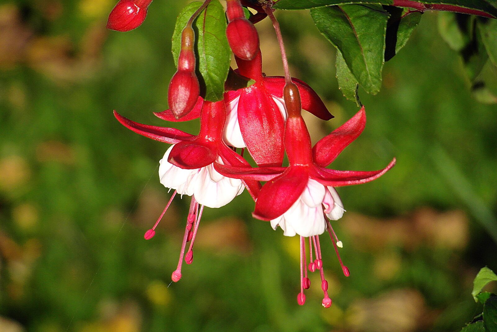 Samsung WB750 sample photo. Fuchsia, flowers, multicolor photography