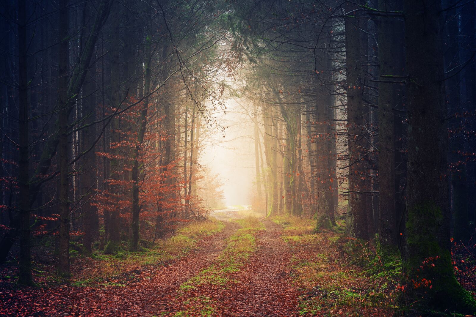 Sony a7 + Sony DT 50mm F1.8 SAM sample photo. Forest, away, darkness photography