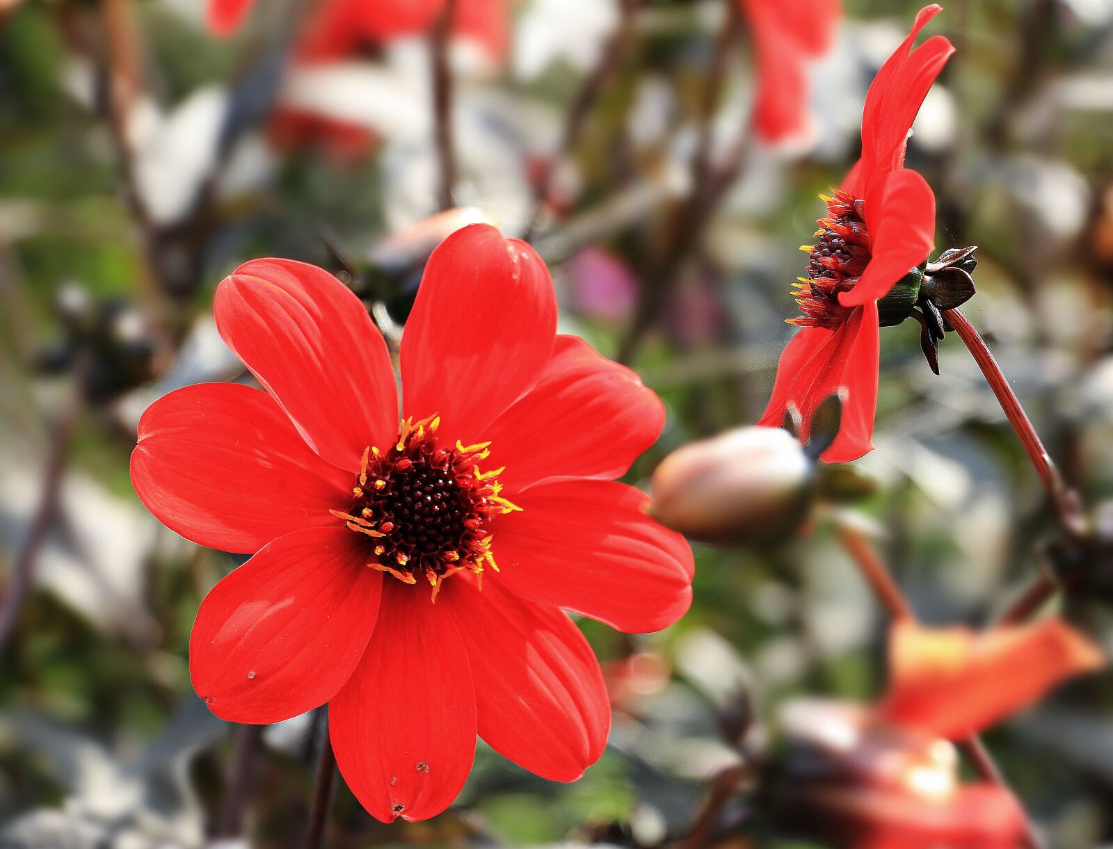 Canon EOS 550D (EOS Rebel T2i / EOS Kiss X4) sample photo. Dahlia, flower, blossom photography