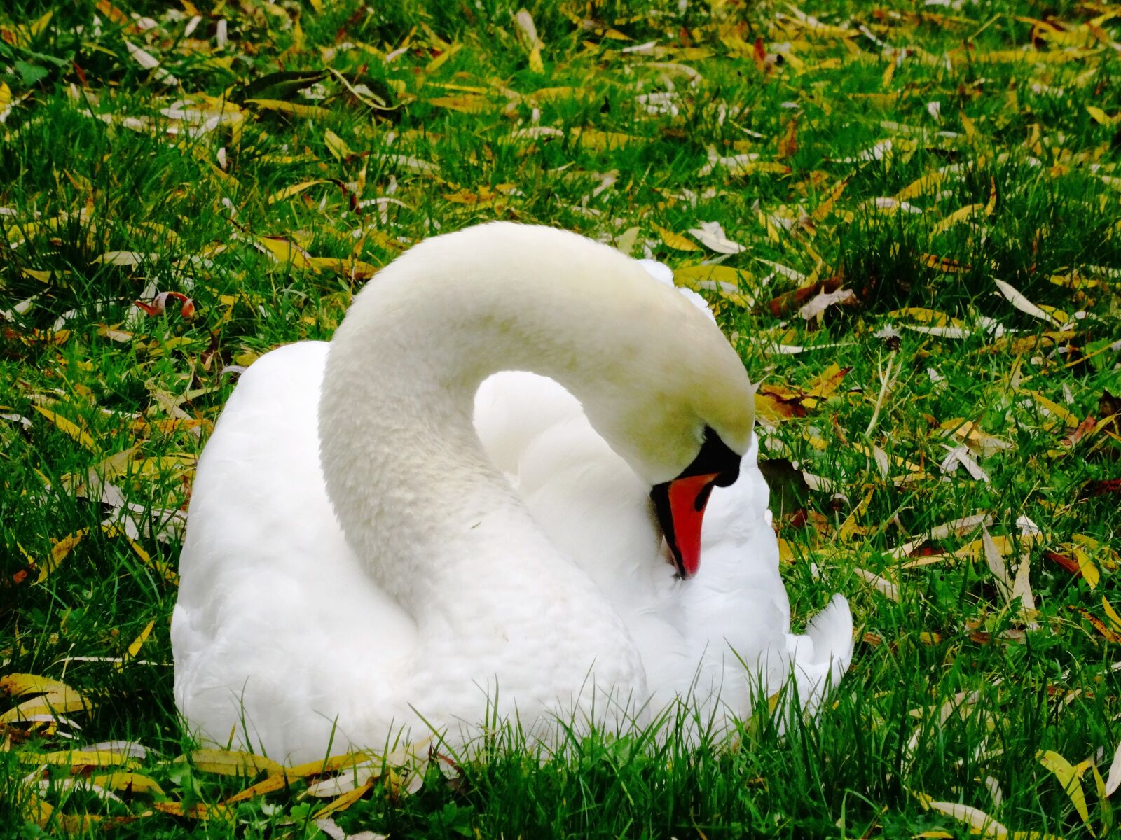 Sony Cyber-shot DSC-HX50V sample photo. Swan, water bird, animal photography
