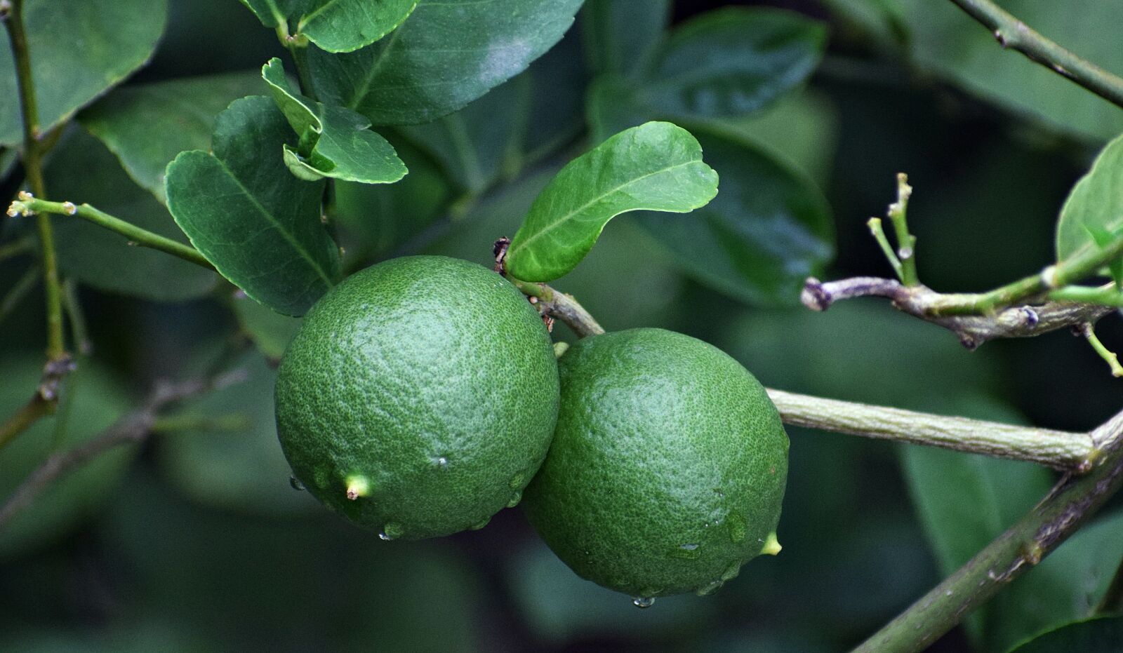 Nikon D3300 sample photo. Citric, fruit, lemon photography