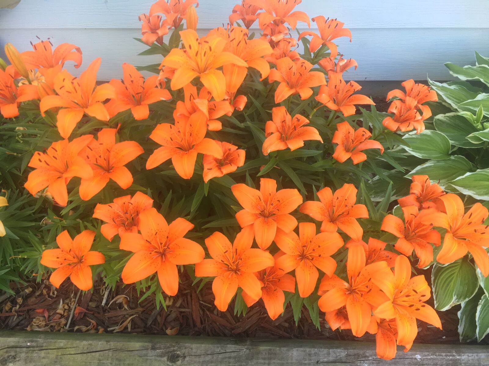 iPhone 6s back camera 4.15mm f/2.2 sample photo. Lilies, orange, flowers photography