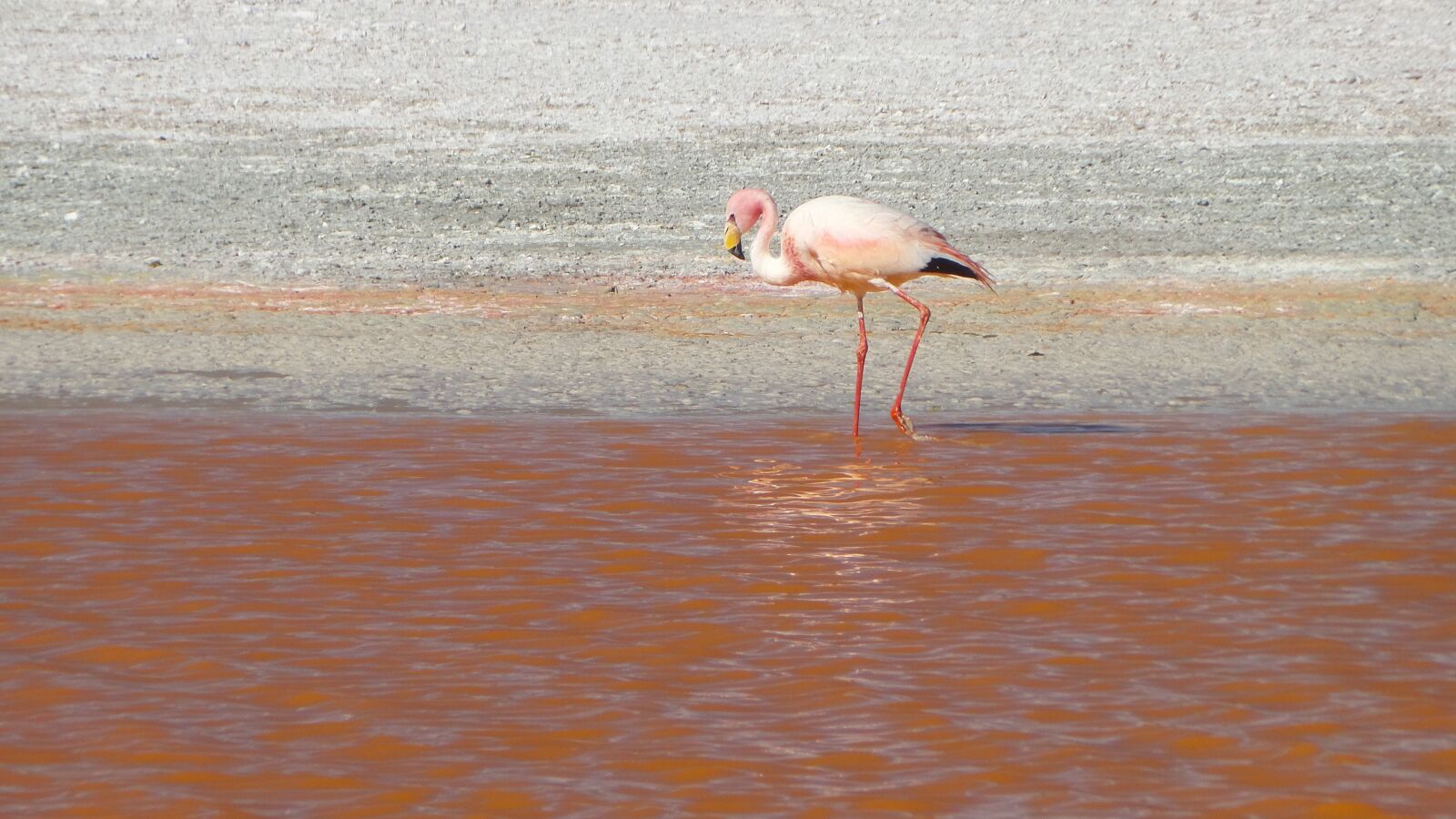 Samsung Galaxy Camera 2 sample photo. Flamingos, bolivia, uyuni photography