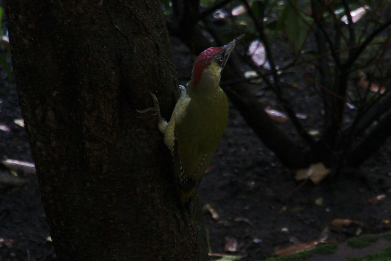 Sony E 18-135mm F3.5-5.6 OSS sample photo. Green woodpecker, bird, tree photography