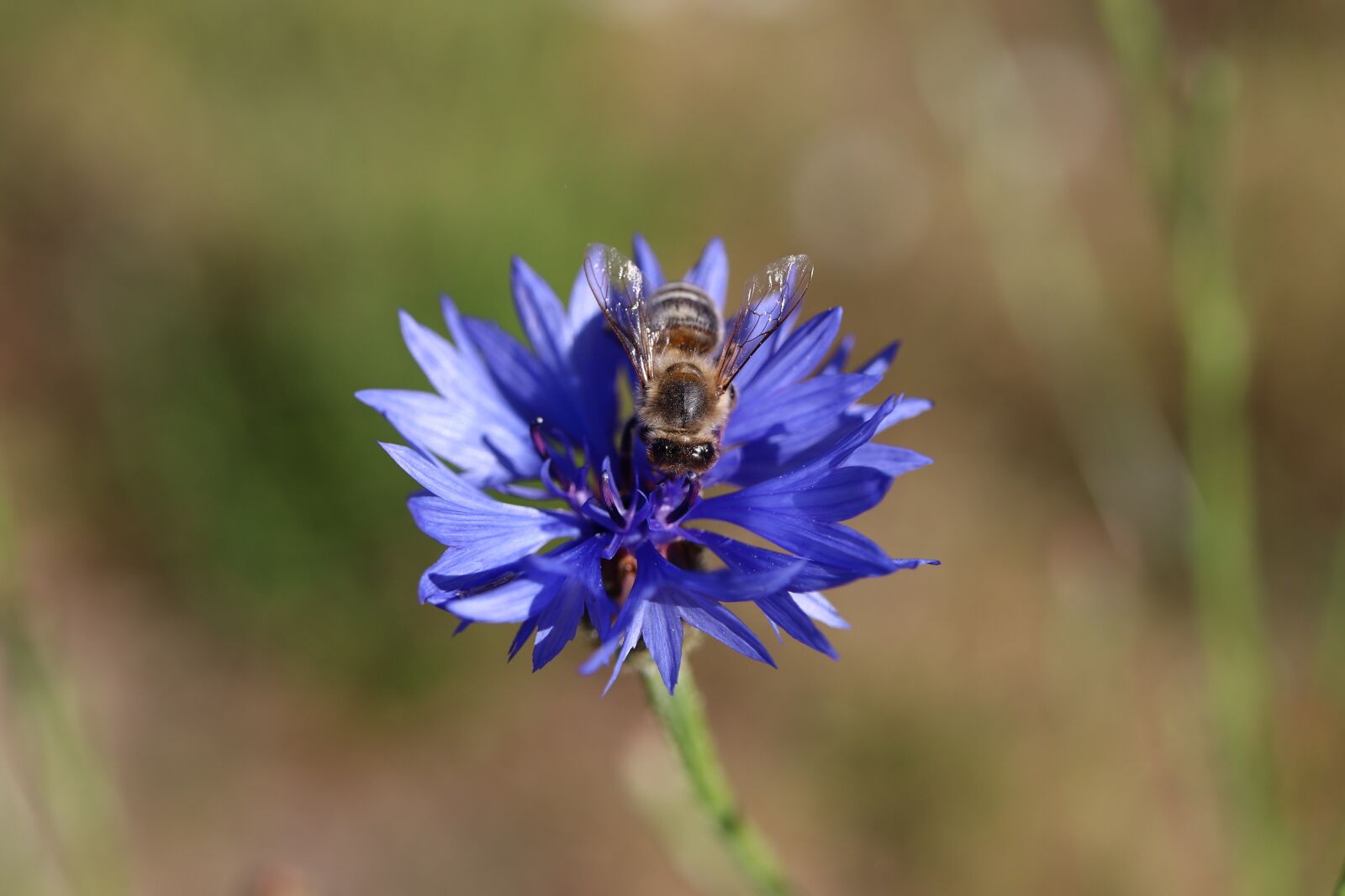 Canon EF-S 35mm F2.8 Macro IS STM sample photo. Bee, cornflower, bloom photography