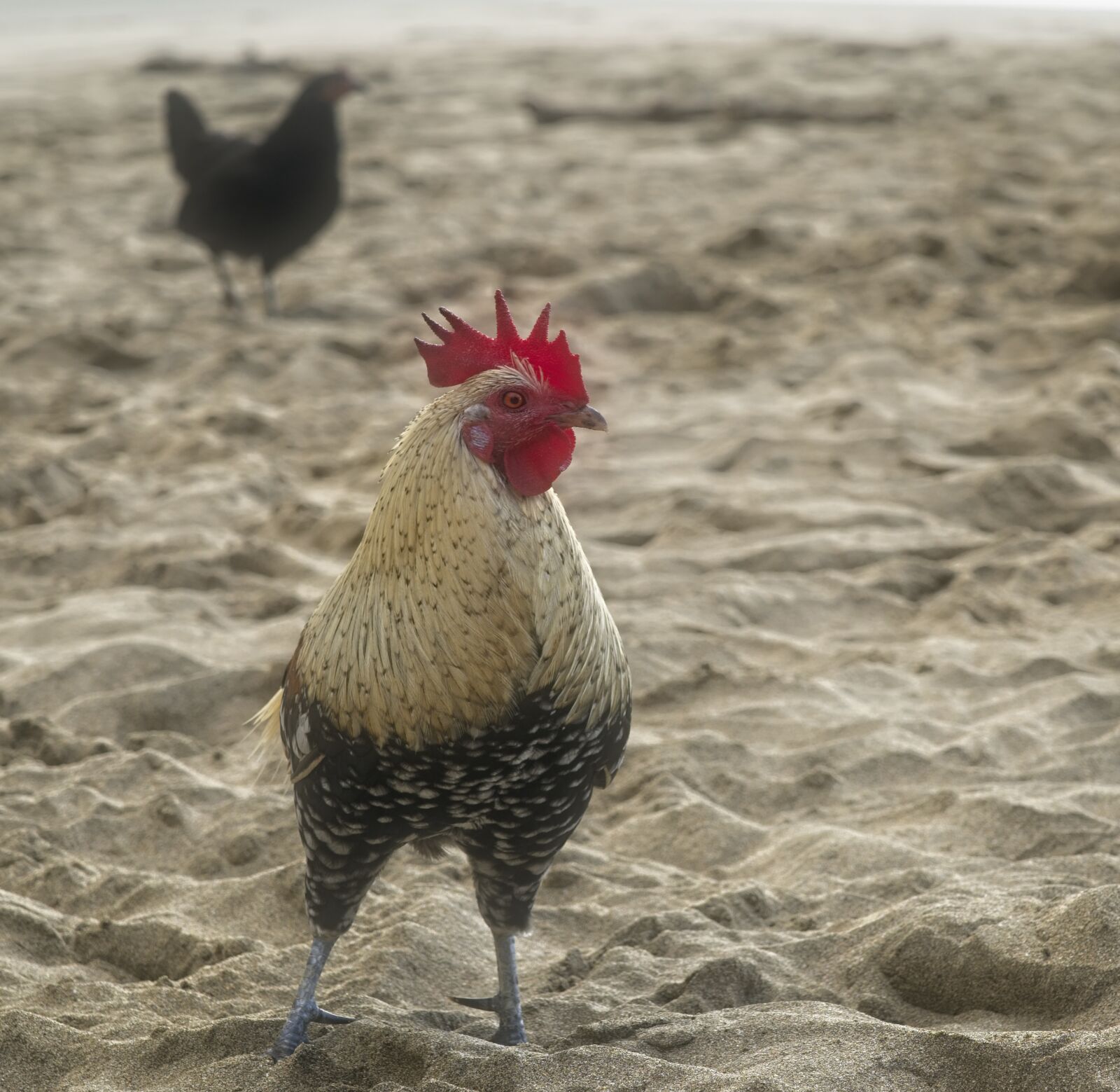 Sony FE 24-105mm F4 G OSS sample photo. Chickens, rooster, bird photography