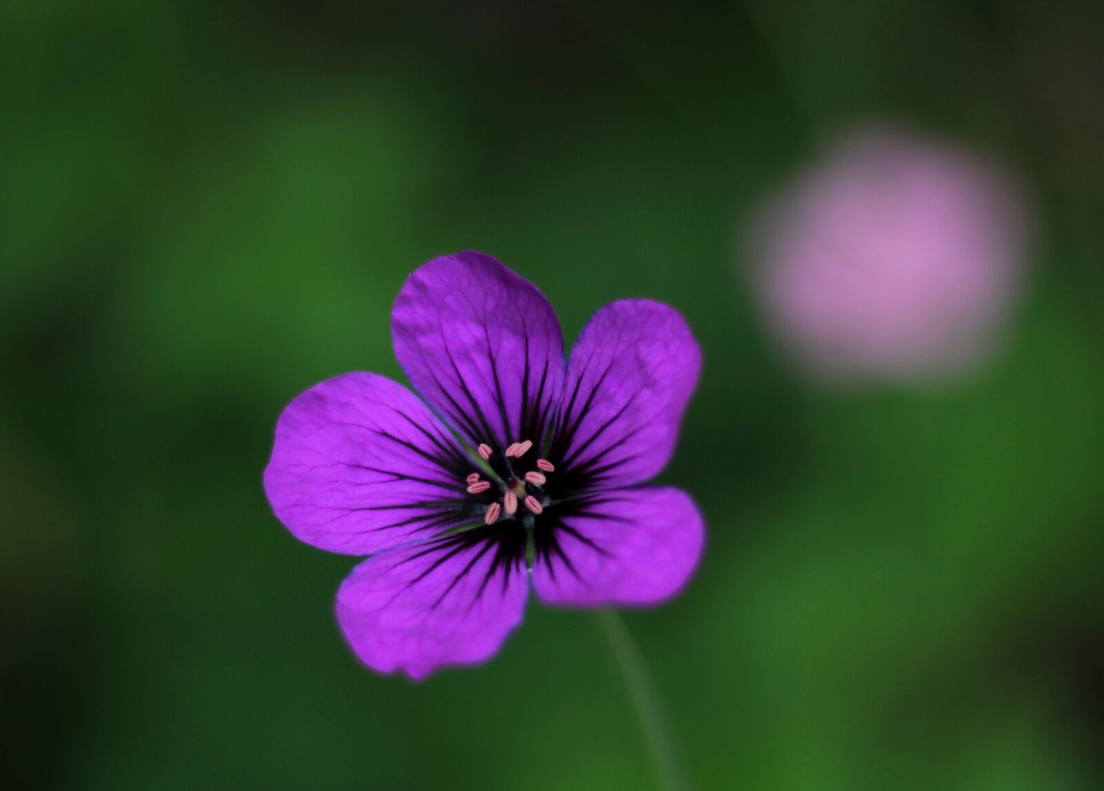 Canon EOS 600D (Rebel EOS T3i / EOS Kiss X5) sample photo. Geranium pink penny, pelagonia photography