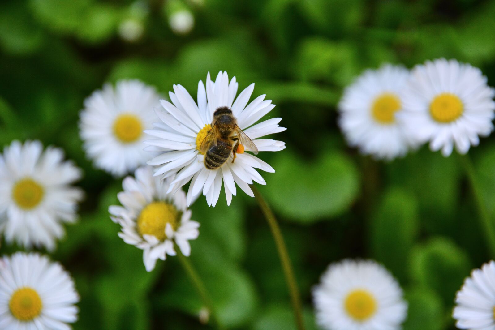 Nikon D5200 sample photo. Flowers, bee, forage photography