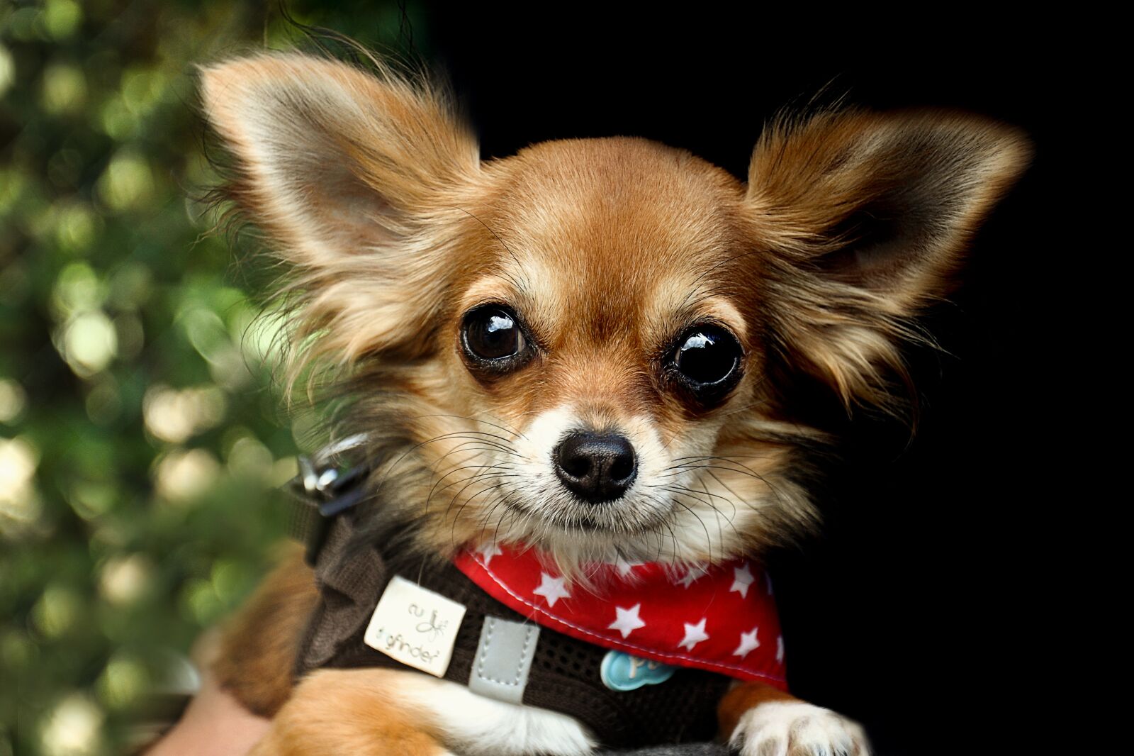 Nikon D90 sample photo. Chihuahua, dog, race photography