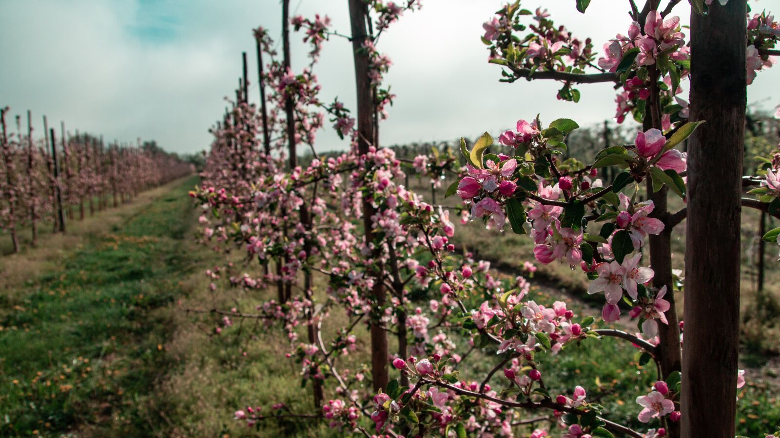 Tamron SP AF 17-50mm F2.8 XR Di II LD Aspherical (IF) sample photo. Sad, tree, apple trees photography