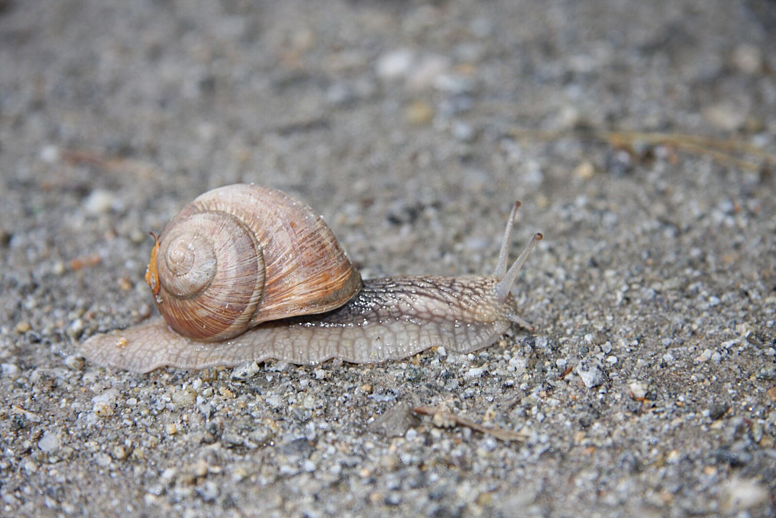 Canon EOS 40D sample photo. Snail, shell, slowly photography