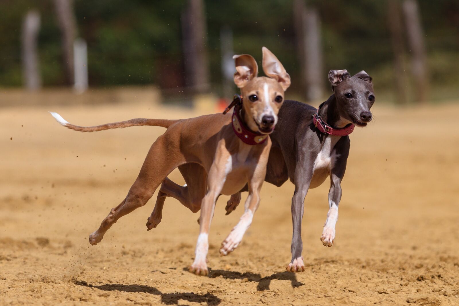 Canon EOS 80D sample photo. Dog, greyhound, pet photography