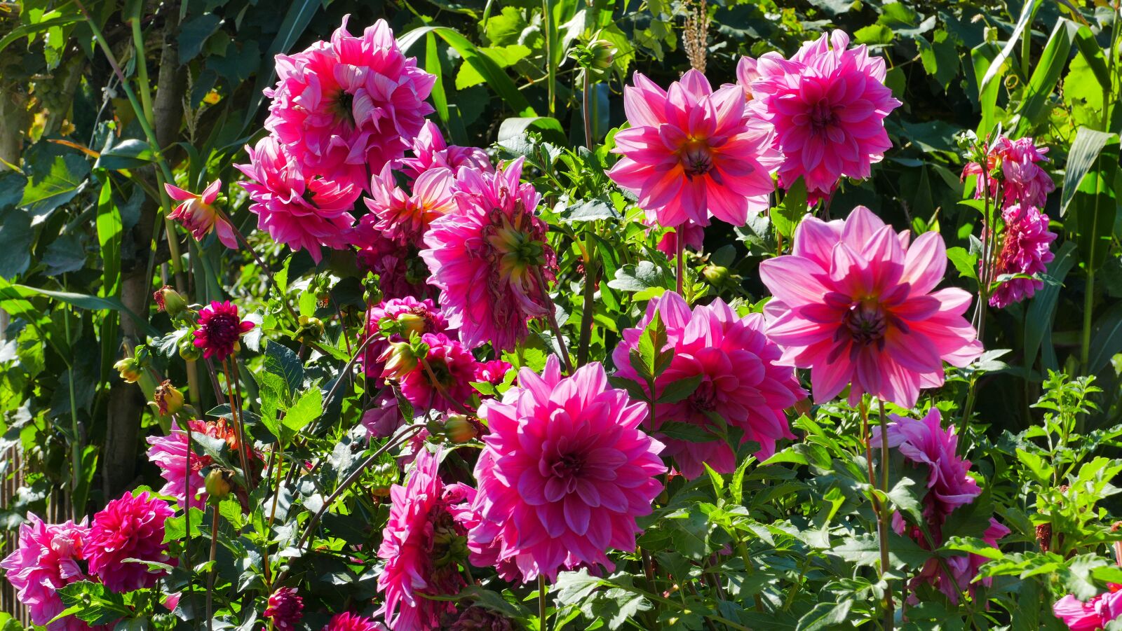 Panasonic Lumix DMC-FZ1000 sample photo. Flowers, dahlias, garden photography