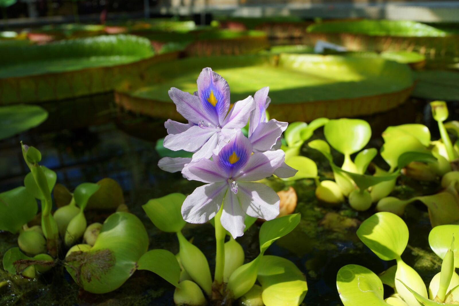 Sony SLT-A65 (SLT-A65V) + Sony DT 18-55mm F3.5-5.6 SAM sample photo. Flowers, water, nature photography