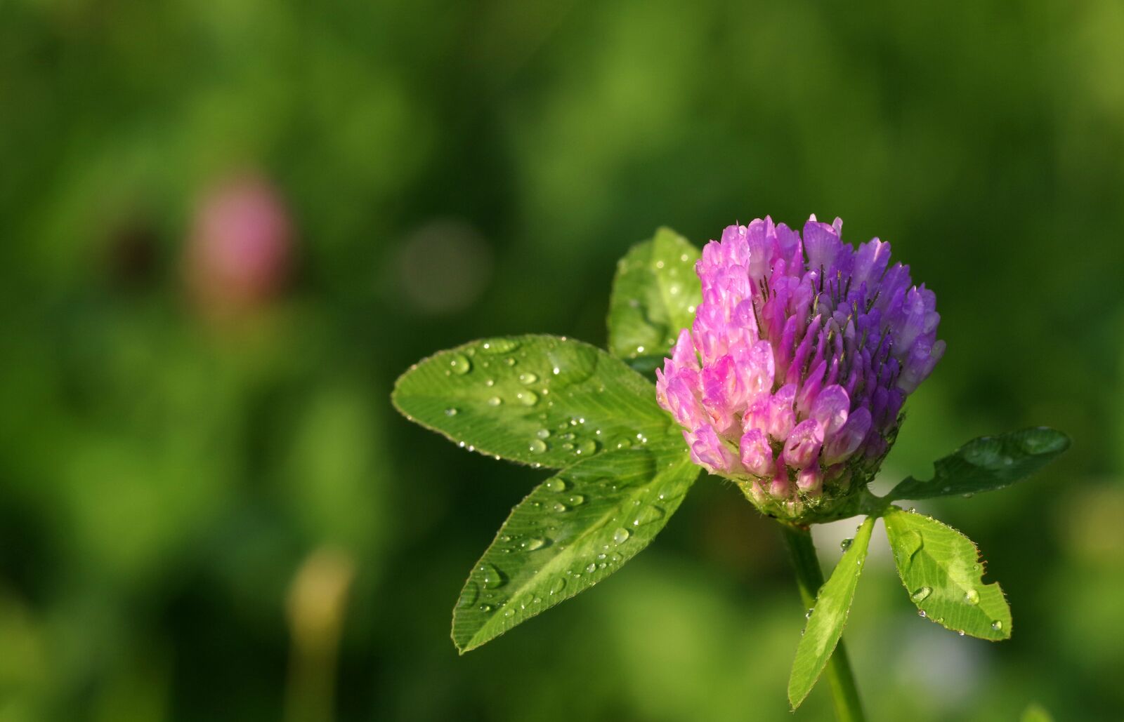 Pentax K-S2 sample photo. Clover, red, blue photography