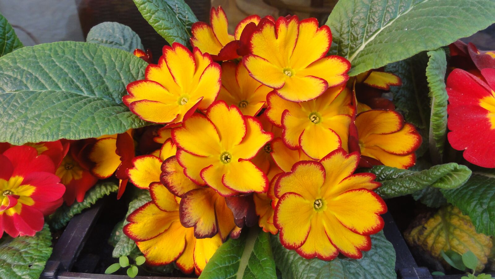 Sony DSC-HX5V sample photo. Primrose, flower, czechia photography