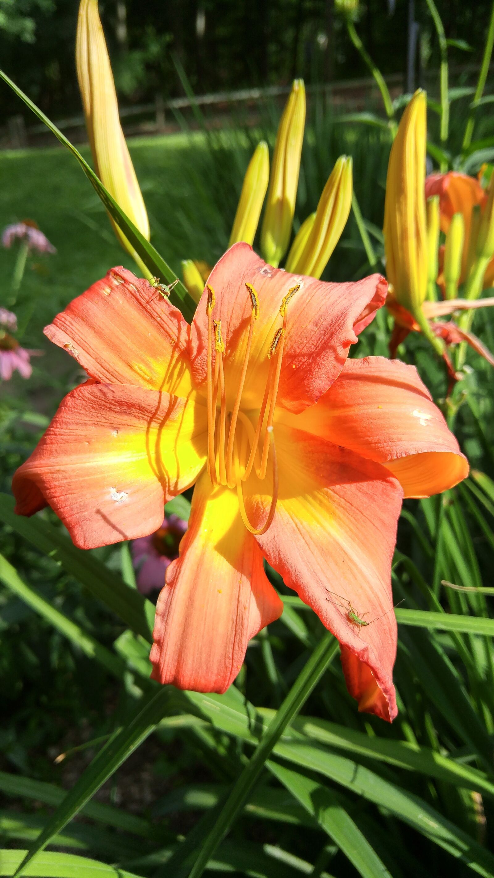 LG G4 sample photo. Flower, spring, colorful photography