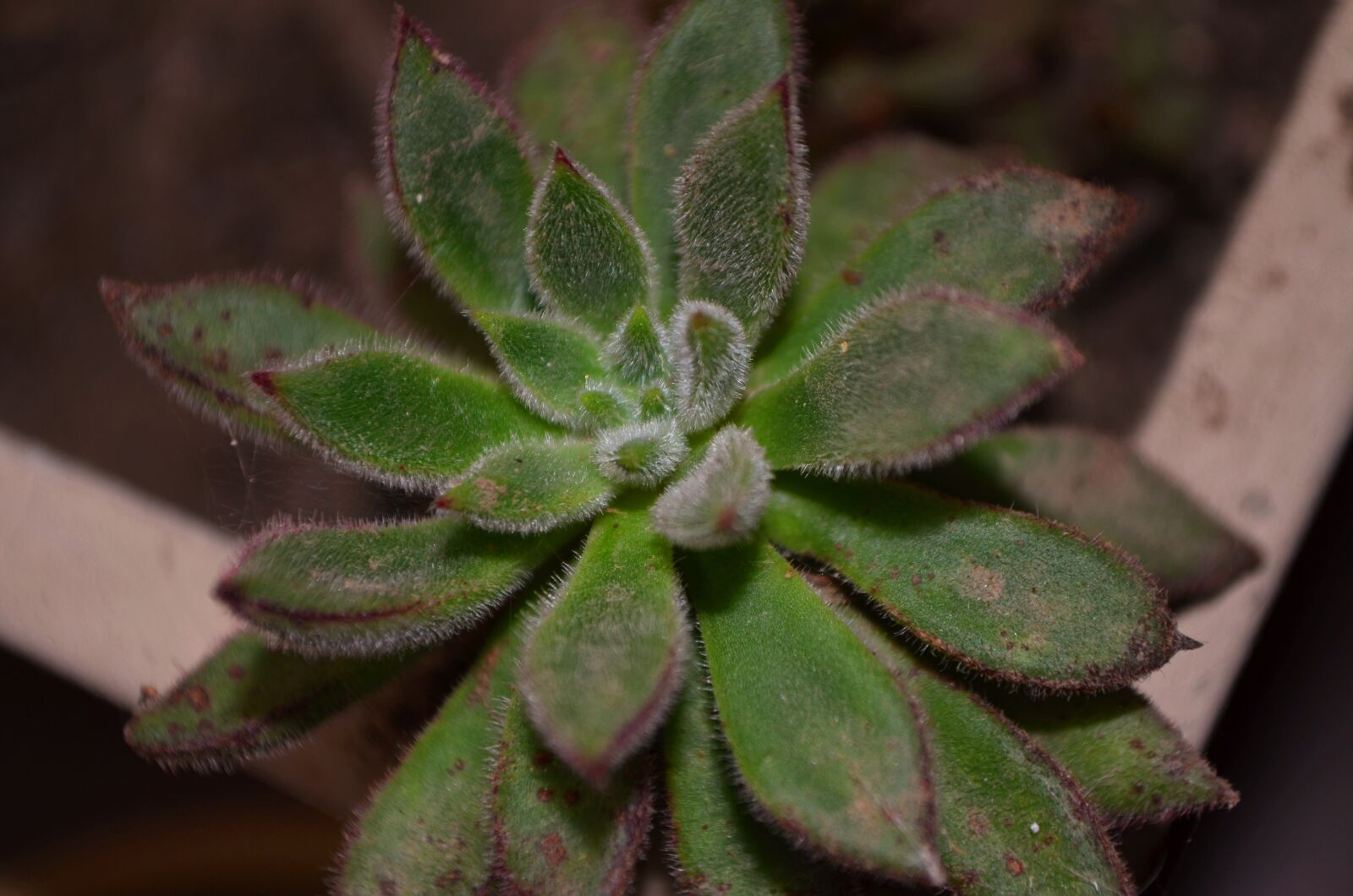 Nikon D5100 sample photo. Succulent, flower, green photography