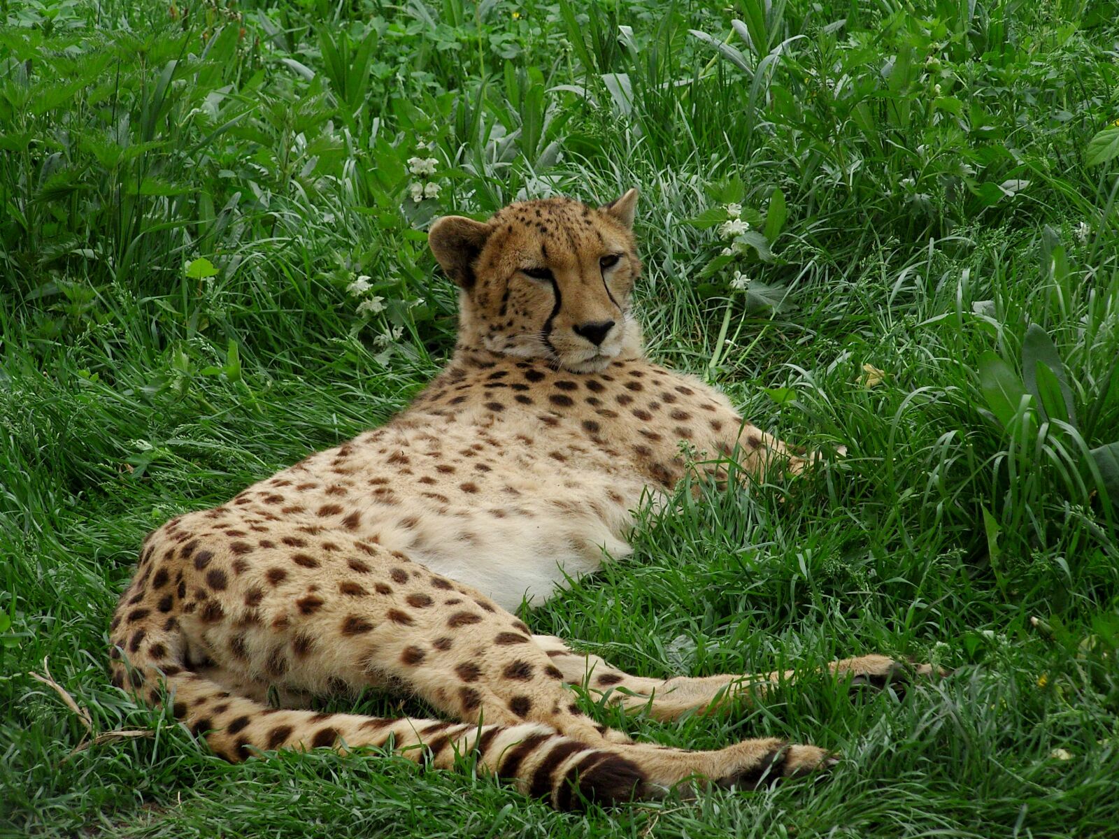 Samsung VLUU NV 7, NV 7 sample photo. Cheetah, big cat, cat photography