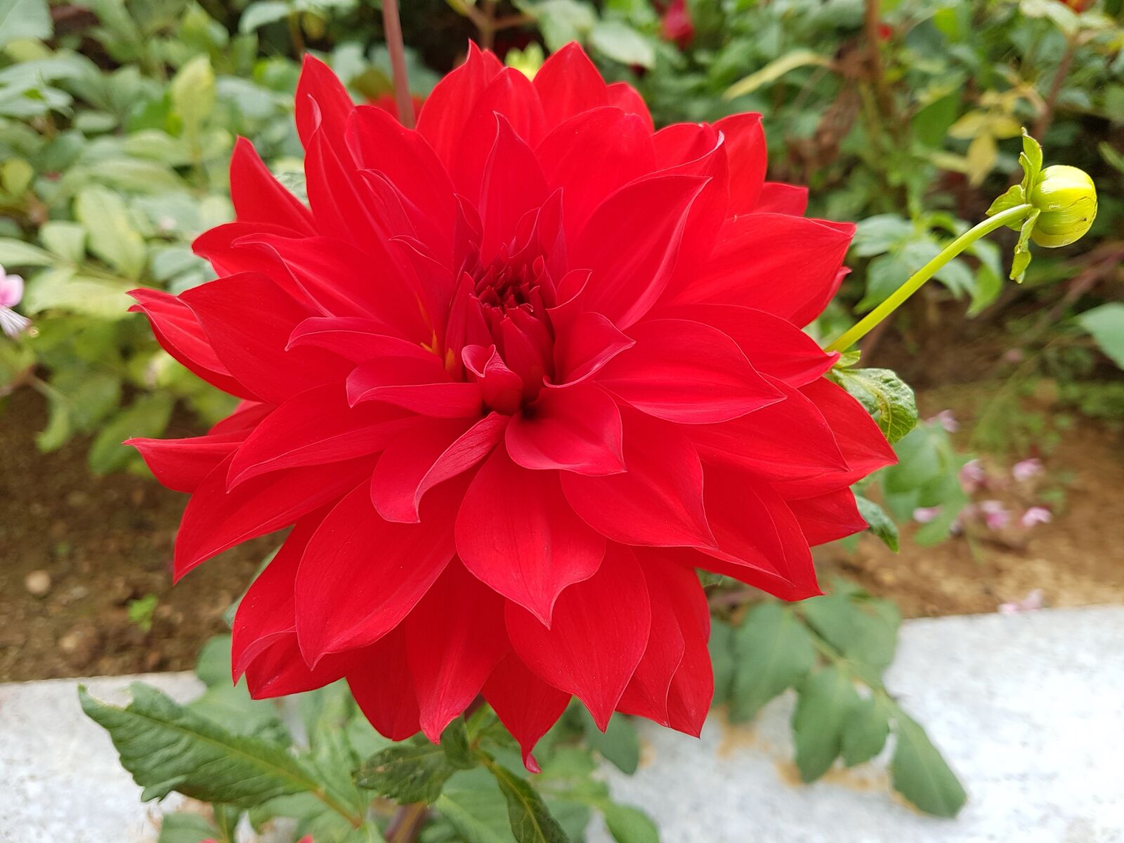 Samsung Galaxy S7 sample photo. Dahlia, fall flowers, red photography
