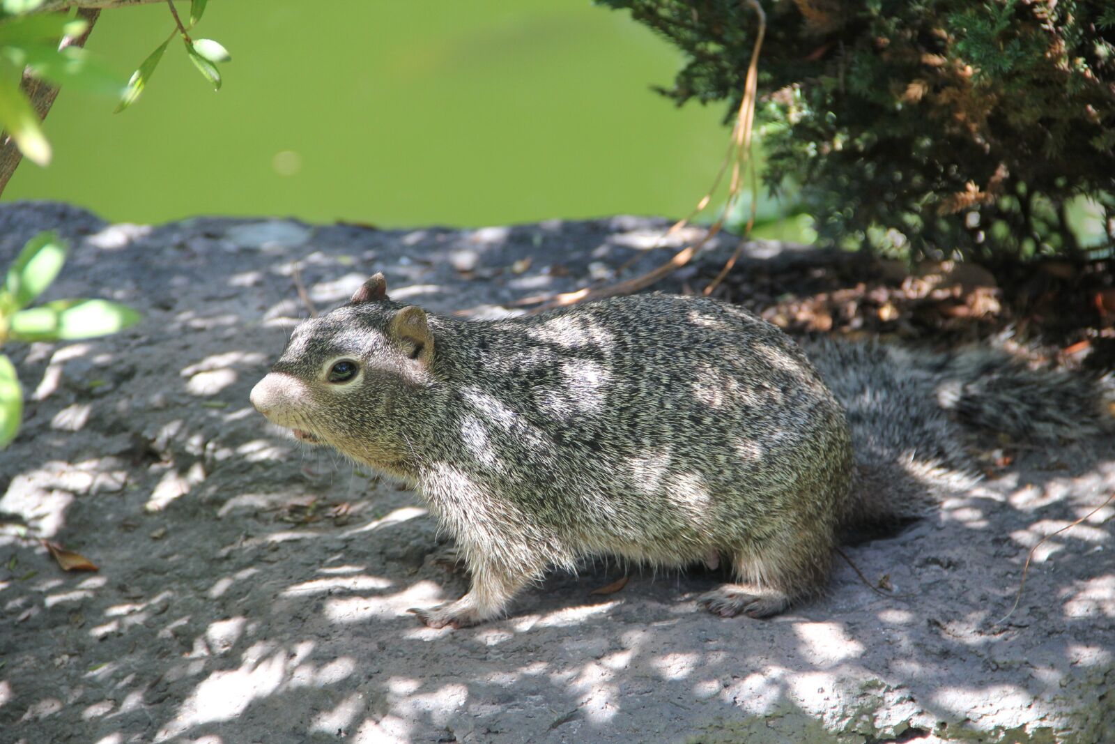Canon EOS 550D (EOS Rebel T2i / EOS Kiss X4) sample photo. Grey squirrel, squirrel in photography