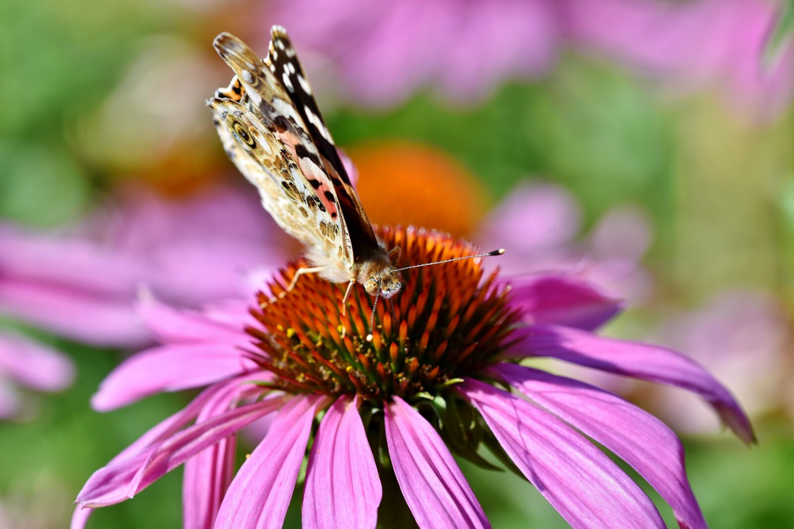 Nikon D7200 sample photo. Butterfly, butterflies, flight insect photography