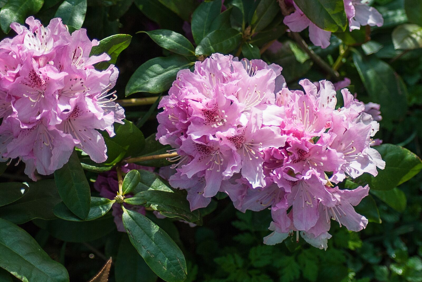 Nikon D3000 sample photo. Rhododendron, pink, garden photography