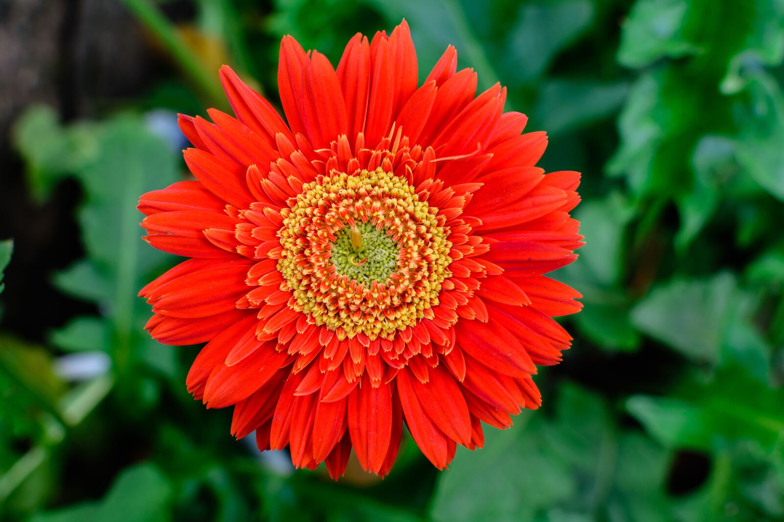 Nikon D7100 sample photo. Flower, blossom, red photography