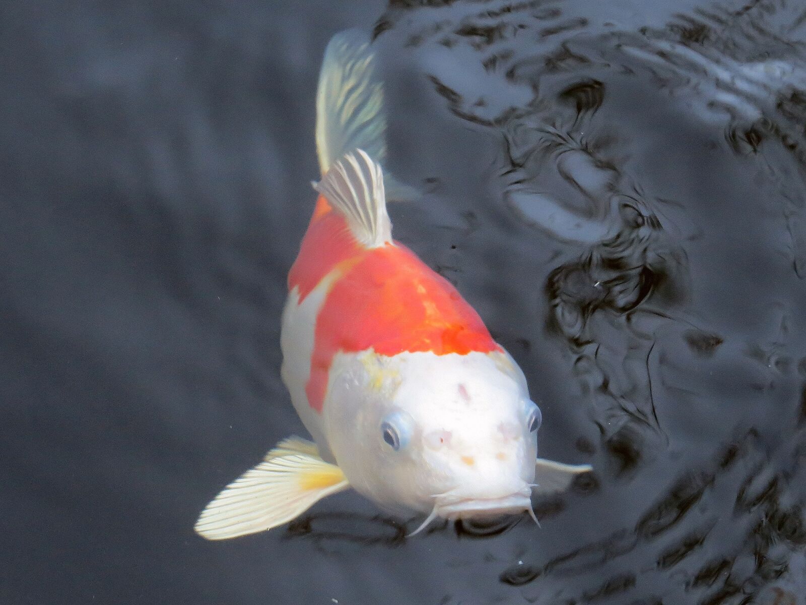 Canon PowerShot SX240 HS sample photo. Koi, koi carp, fish photography