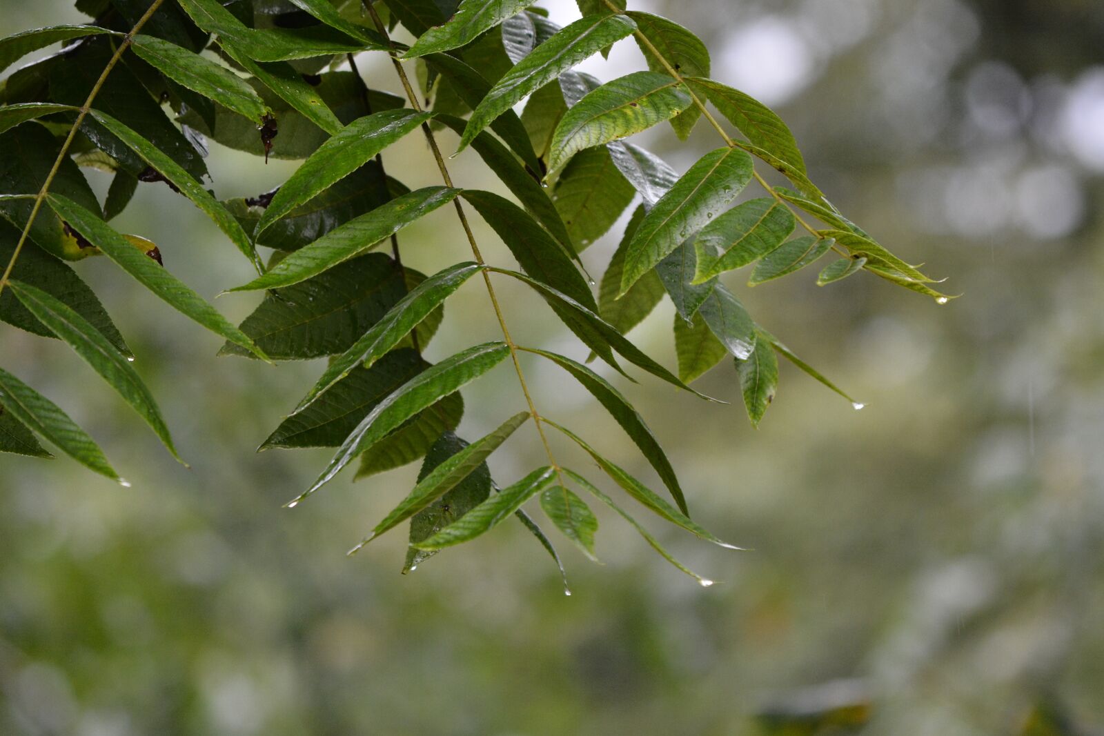 Nikon D7100 sample photo. Leaf, nature, flora photography