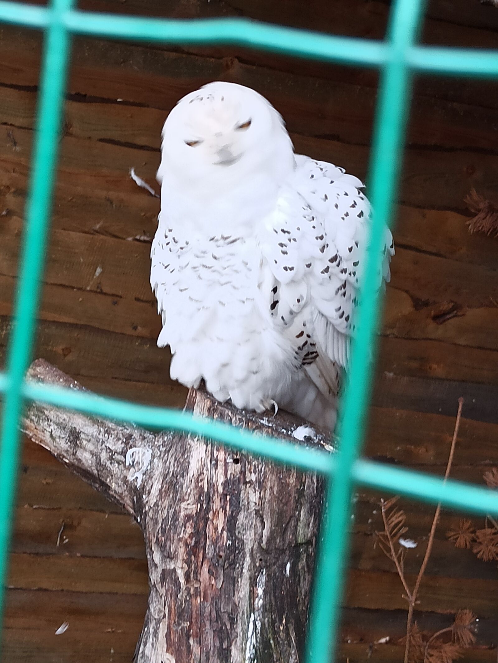 Xiaomi Redmi Note 8 Pro sample photo. Sowa, white owl, owl photography