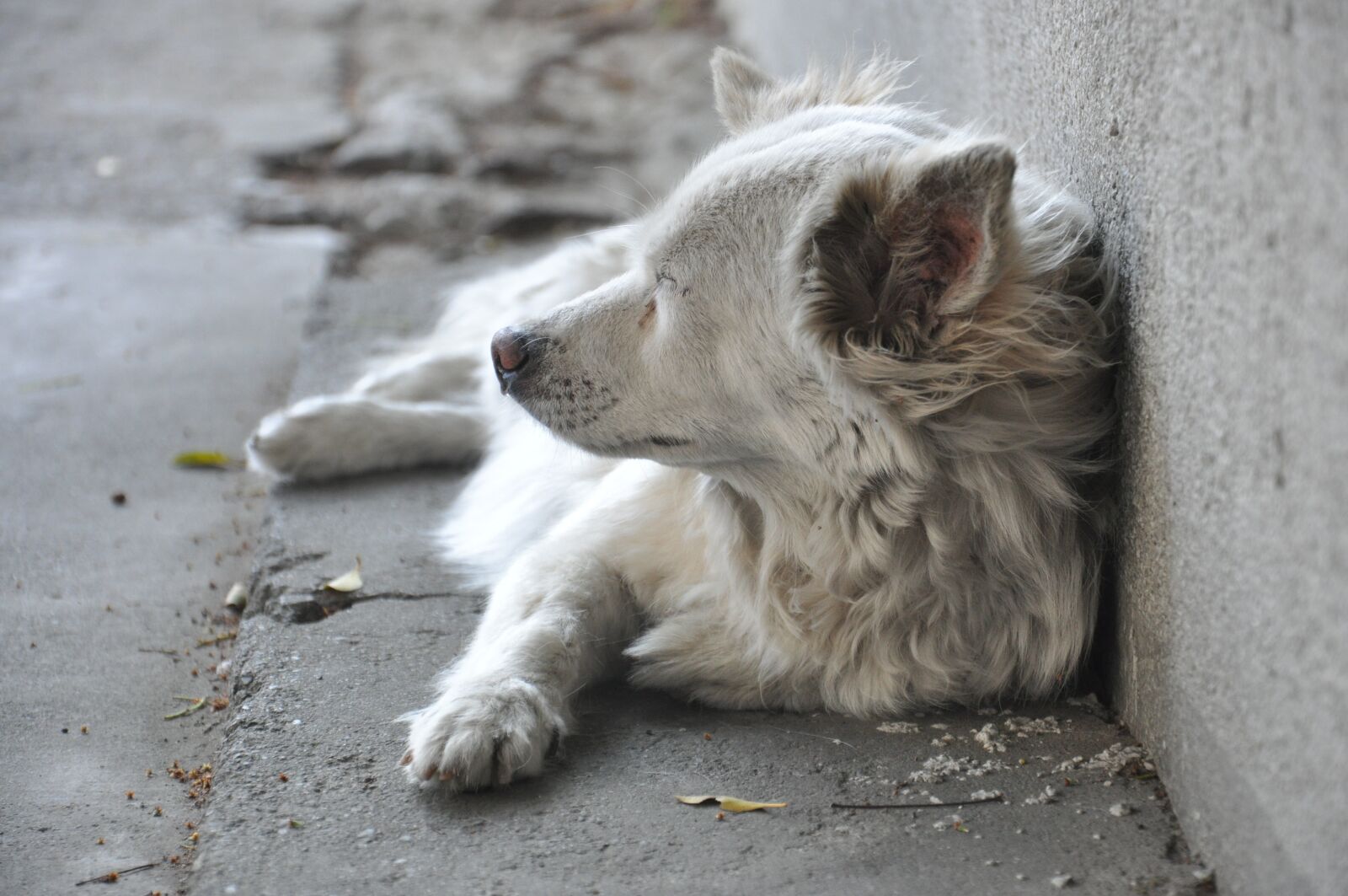 Nikon D90 sample photo. Dog, gray, melancholy photography