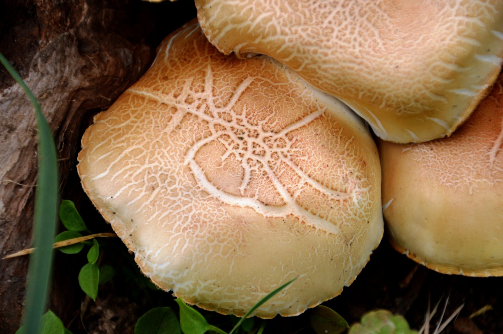 Nikon D3200 sample photo. Nature, fungus, parasol feline photography