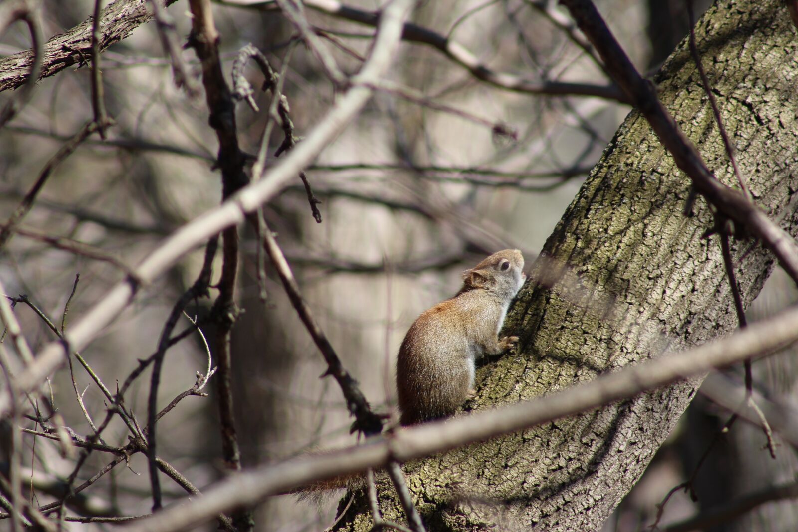 Canon EF 75-300mm f/4-5.6 USM sample photo. Nature, the squirrel, rodent photography