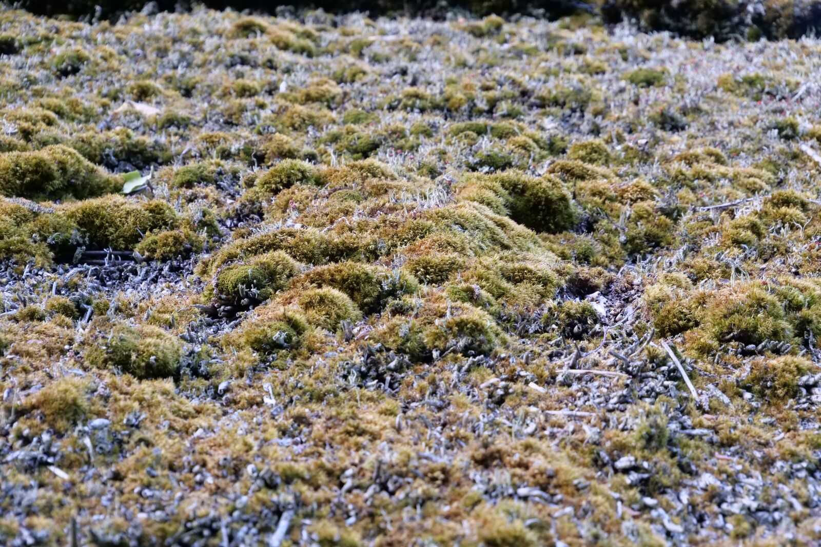 Panasonic Lumix DC-G9 sample photo. Roof, moss, old photography