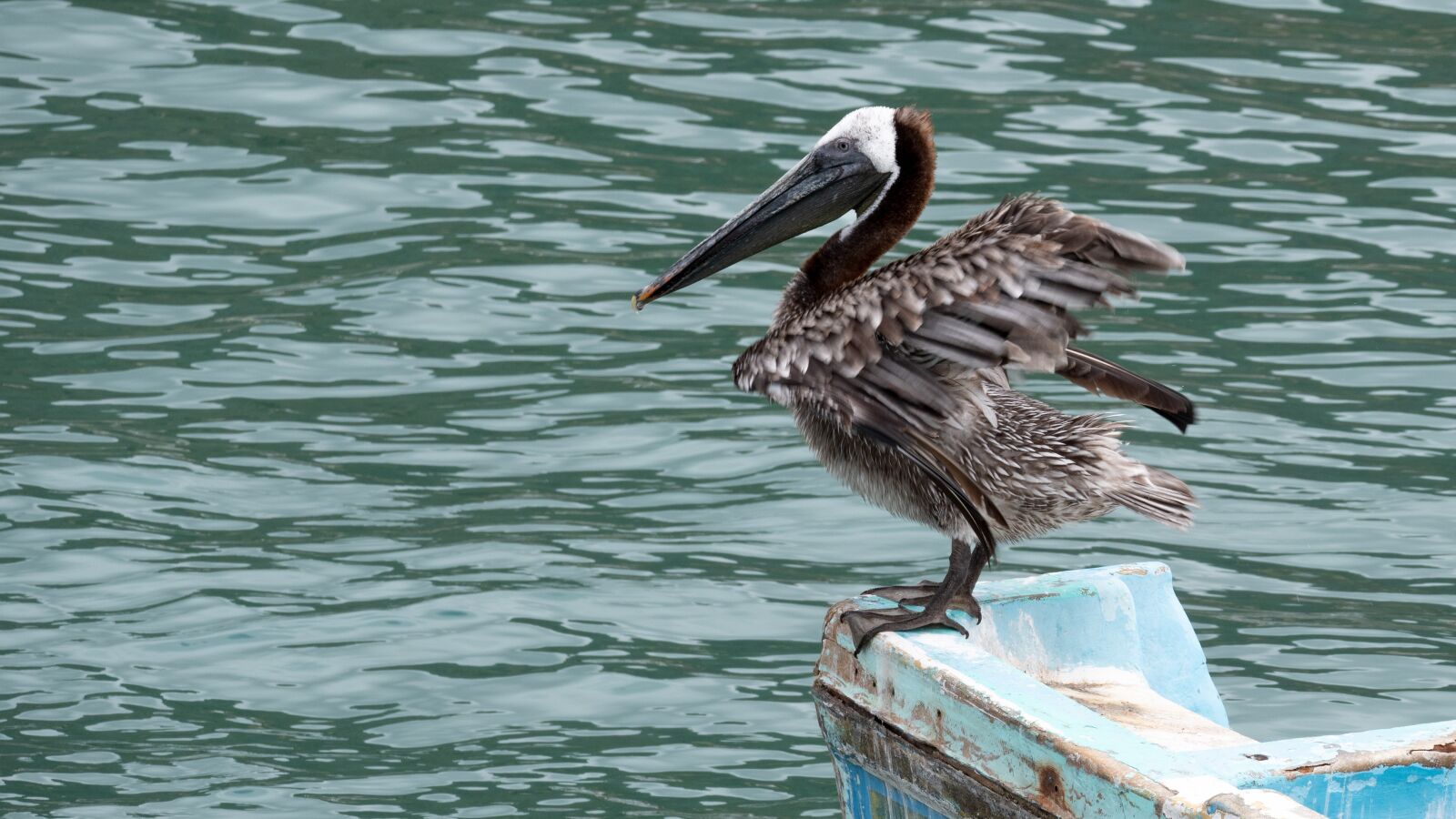 LEICA DG 100-400/F4.0-6.3 sample photo. Ecuador, bird, pelikan photography