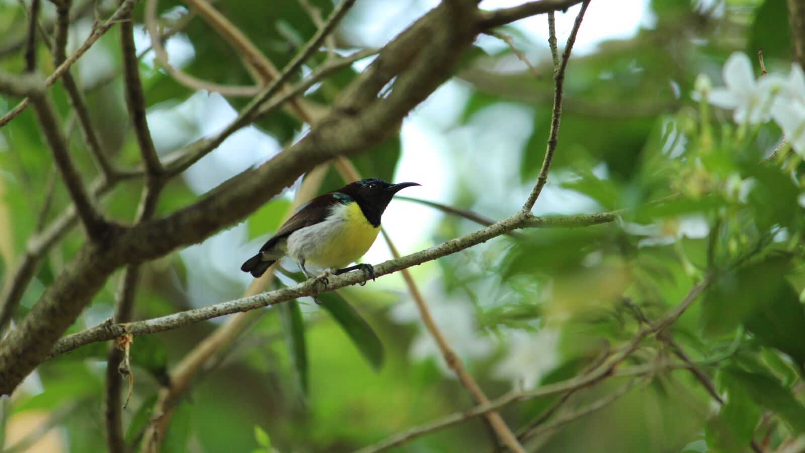 Canon EOS 1300D (EOS Rebel T6 / EOS Kiss X80) sample photo. Bird, nature, wildlife photography