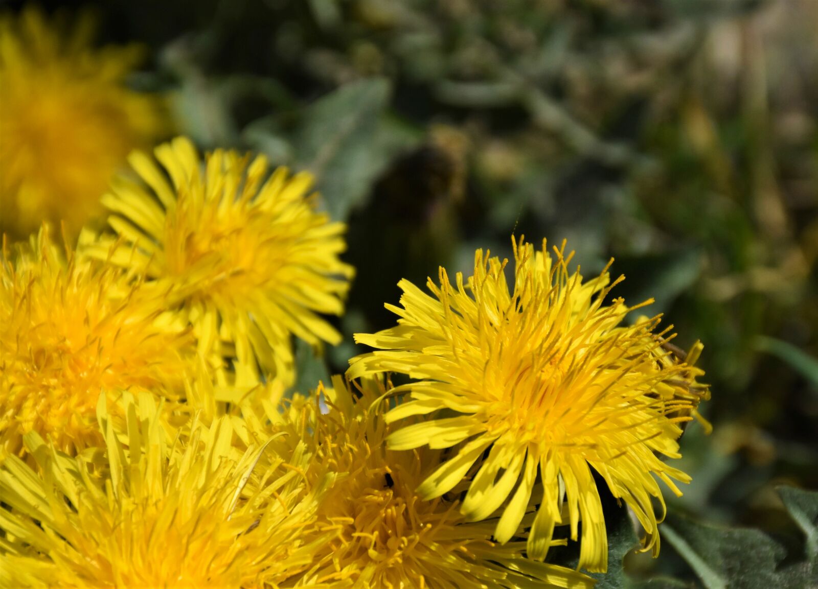 Nikon D7200 sample photo. Dandelion, meadow, dandelion meadow photography