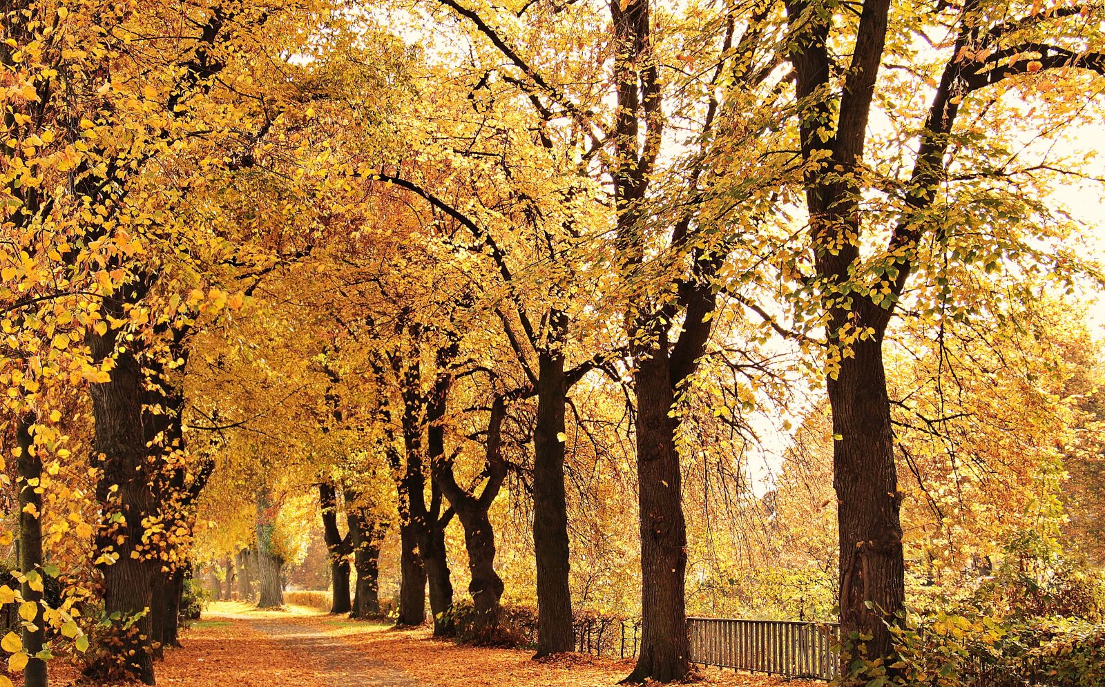 Canon EOS 550D (EOS Rebel T2i / EOS Kiss X4) sample photo. Trees, avenue, autumn photography