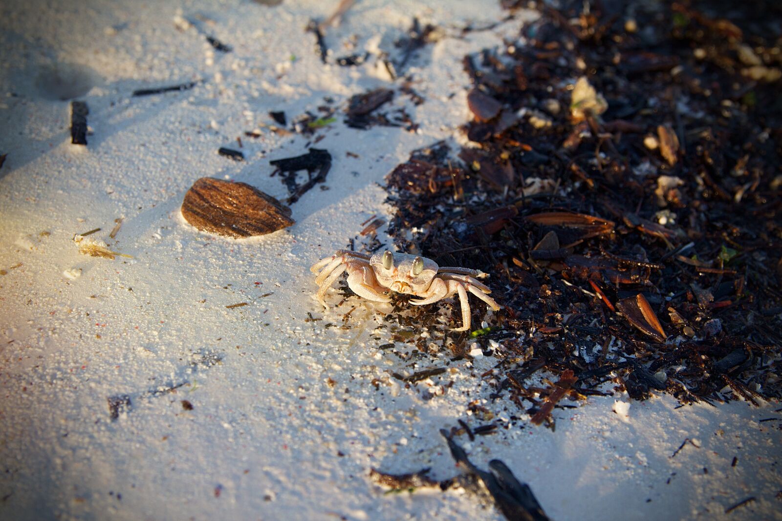 Canon EOS 600D (Rebel EOS T3i / EOS Kiss X5) sample photo. Tanzania, zanzibar, africa photography